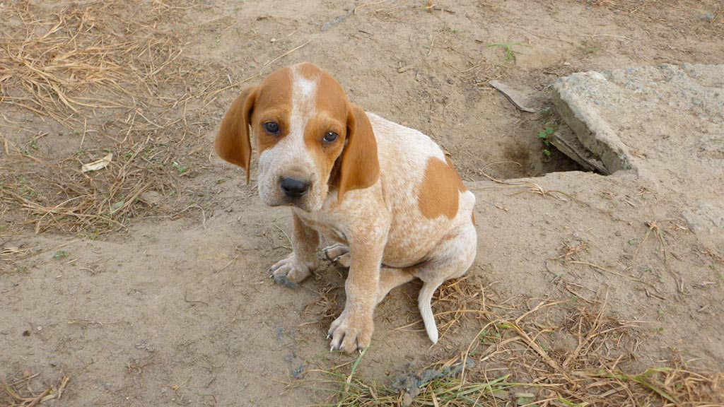 English Coonhound