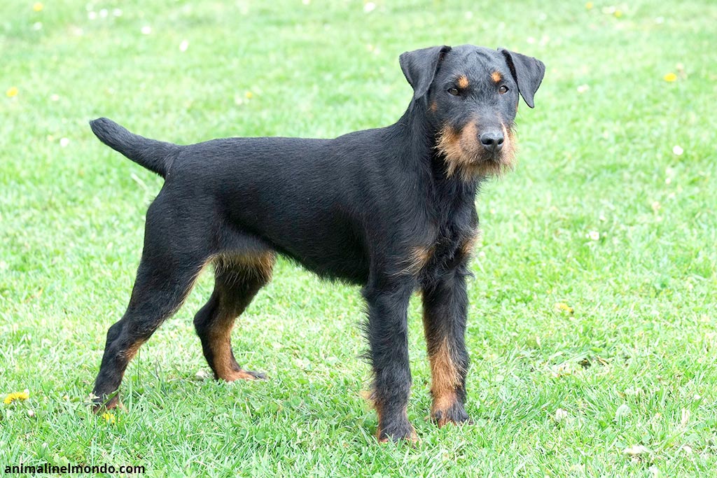 German Hunting Terrier