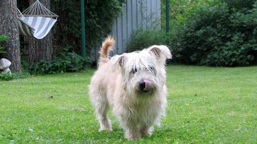 Irish Glen Of Imaal Terrier