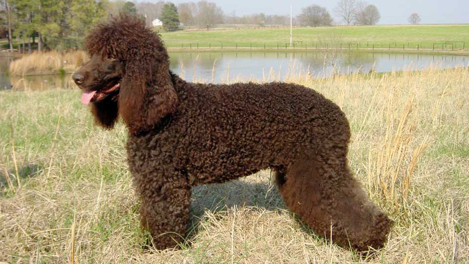 Irish Water Spaniel
