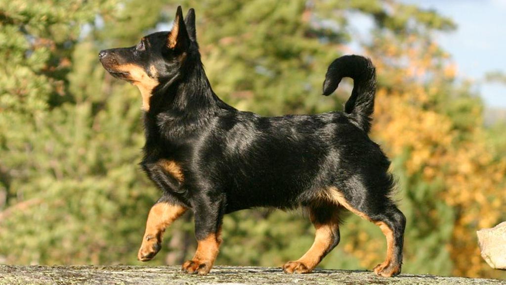 Lancashire Heeler