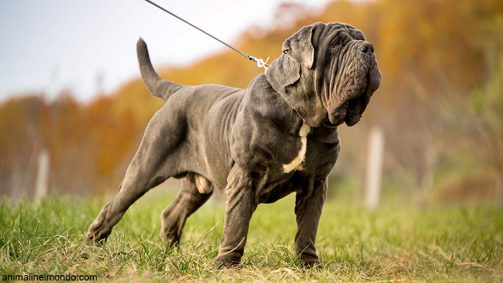 Mastino napoletano