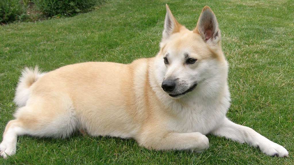 Norsk Buhund