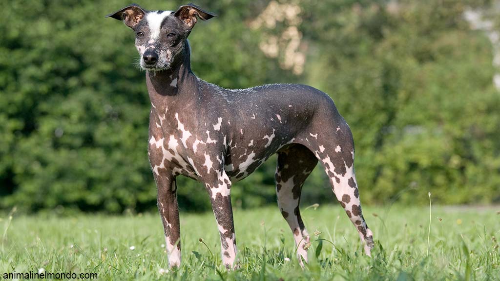 Perro sin pelo del Per&ugrave;