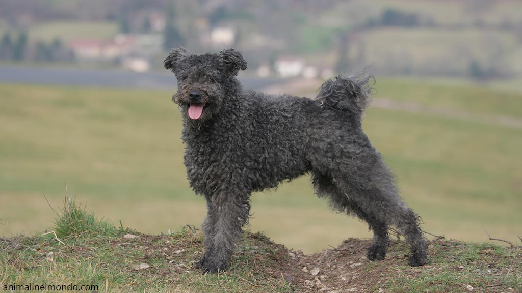 Pumi