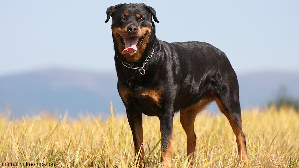 Rottweiler