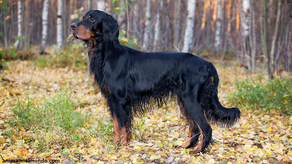 Setter Gordon