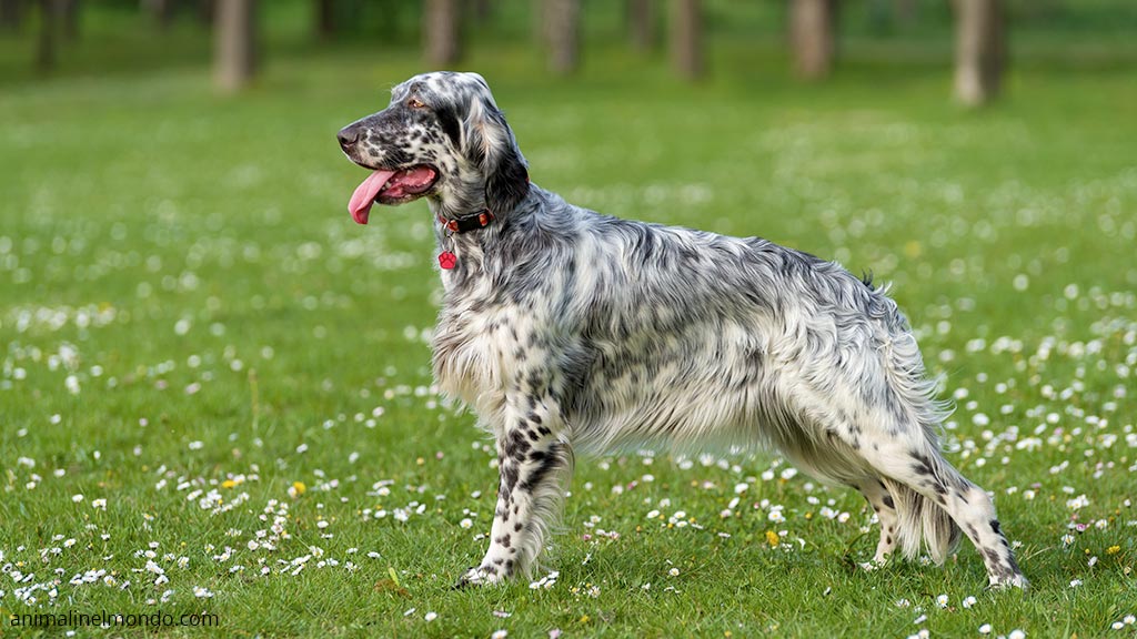 Setter inglese