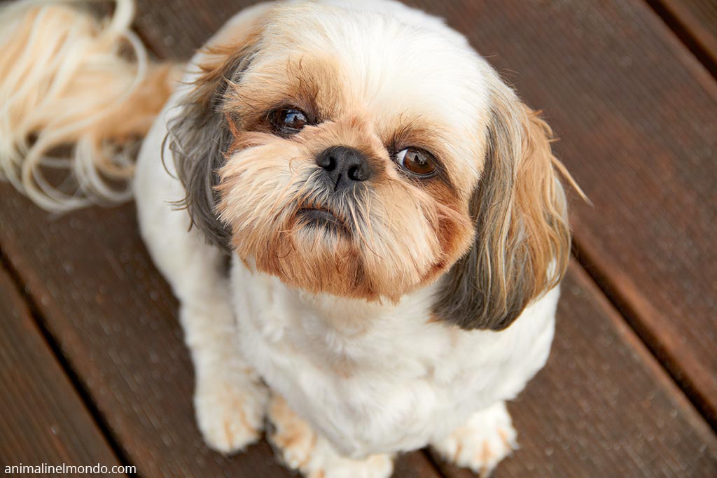 Shih-tzu