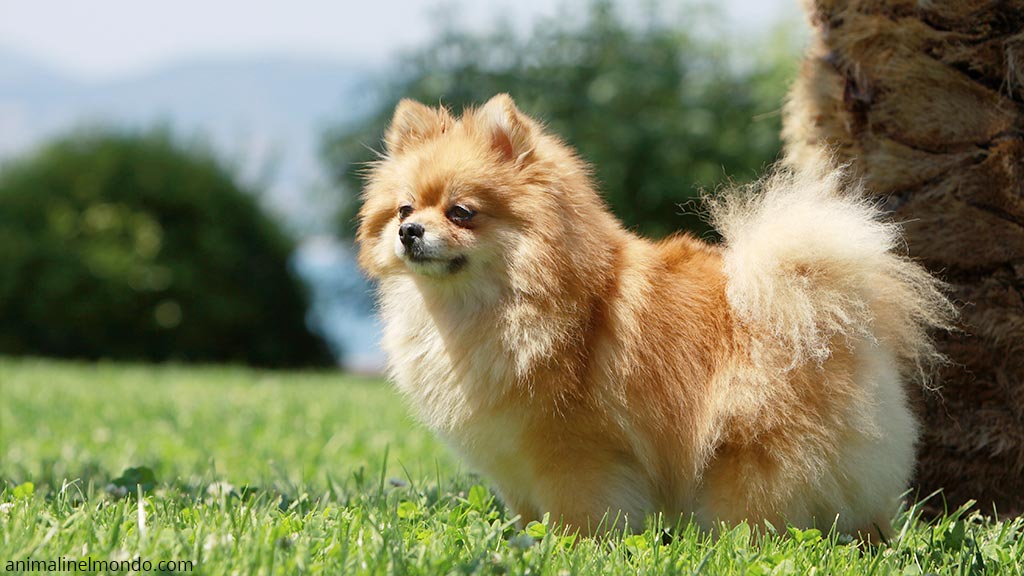 Spitz tedesco medio