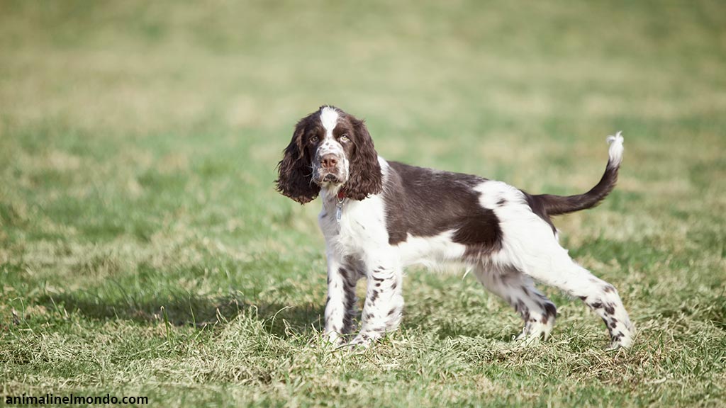 Springer Spaniel inglese