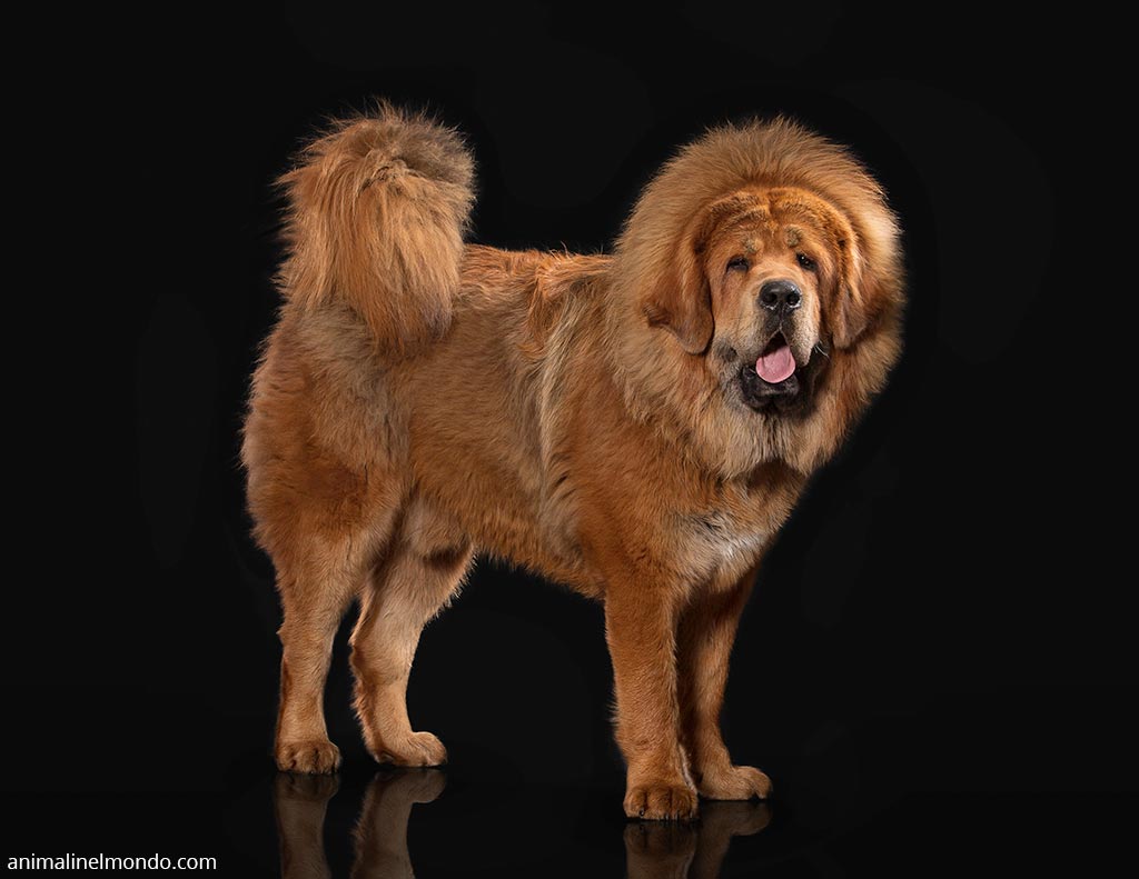 Tibetan Mastiff