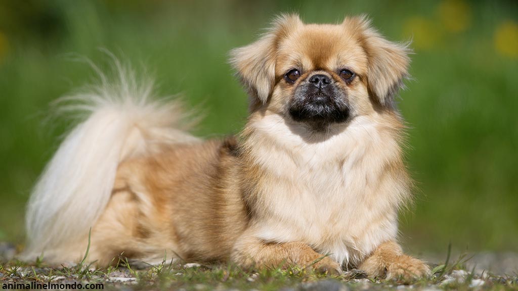 Tibetan Spaniel
