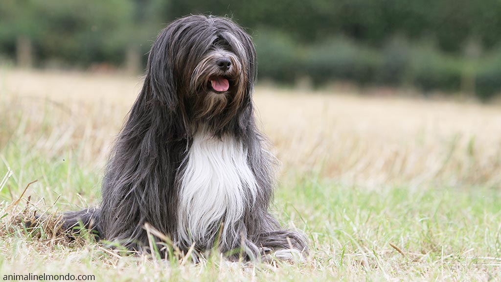 Tibetan Terrier