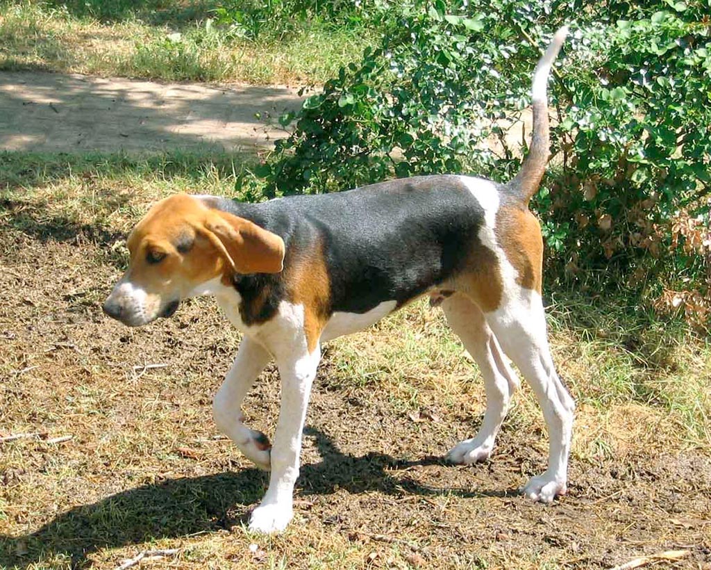 Treeing Walker Coonhound