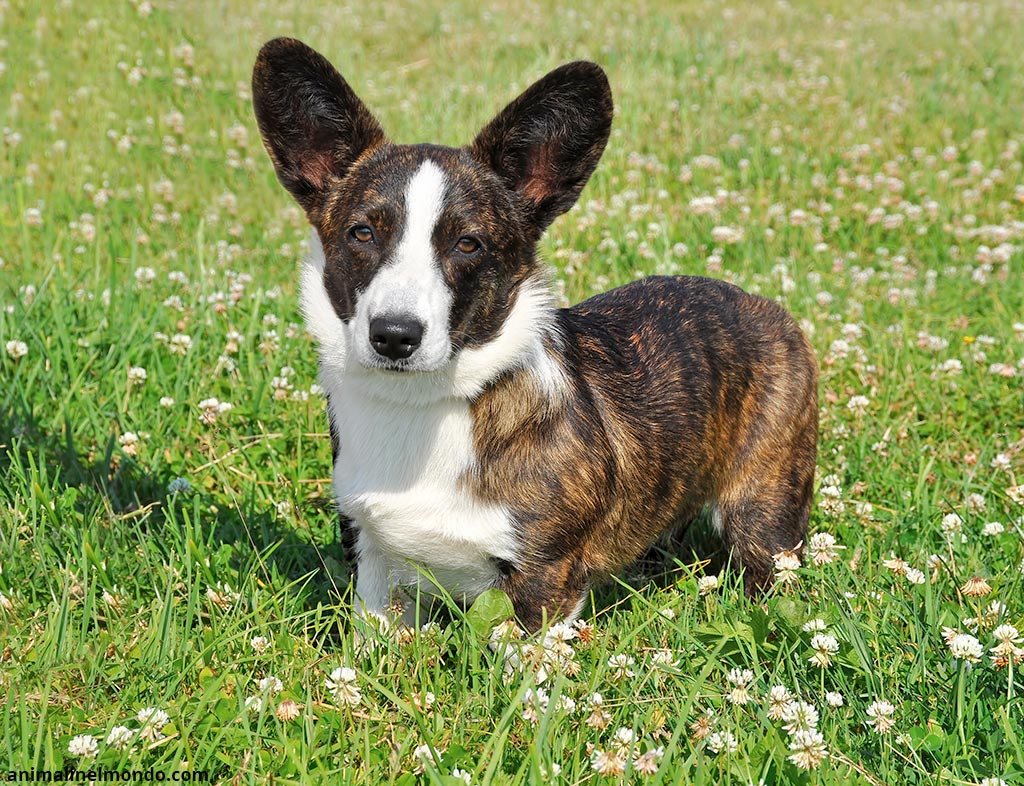 Welsh Corgie Cardigan