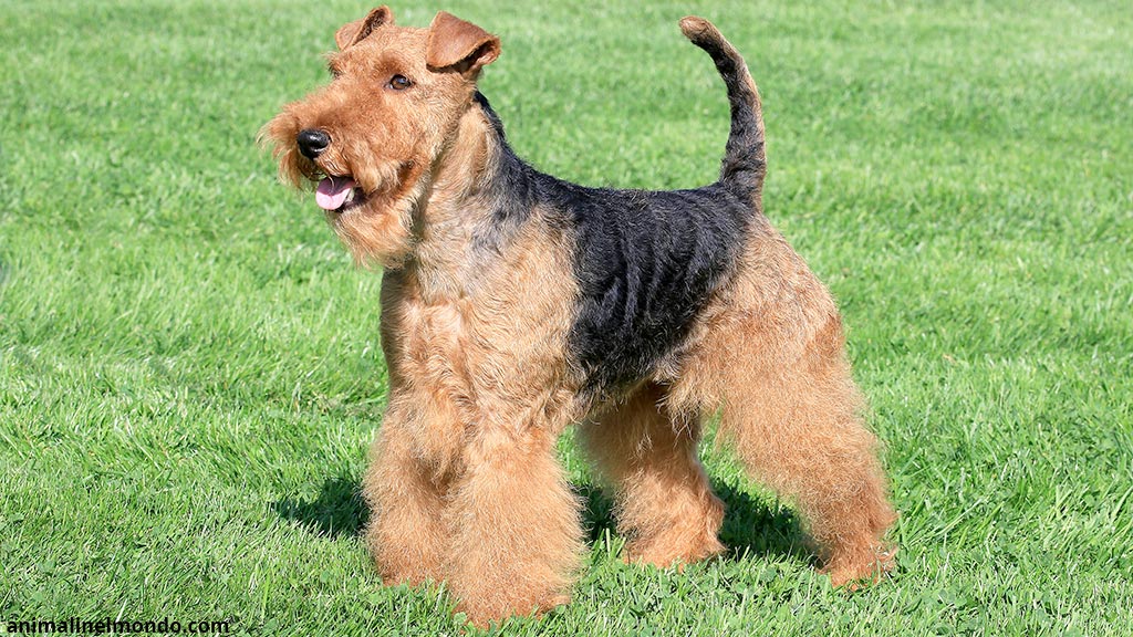 Welsh Terrier