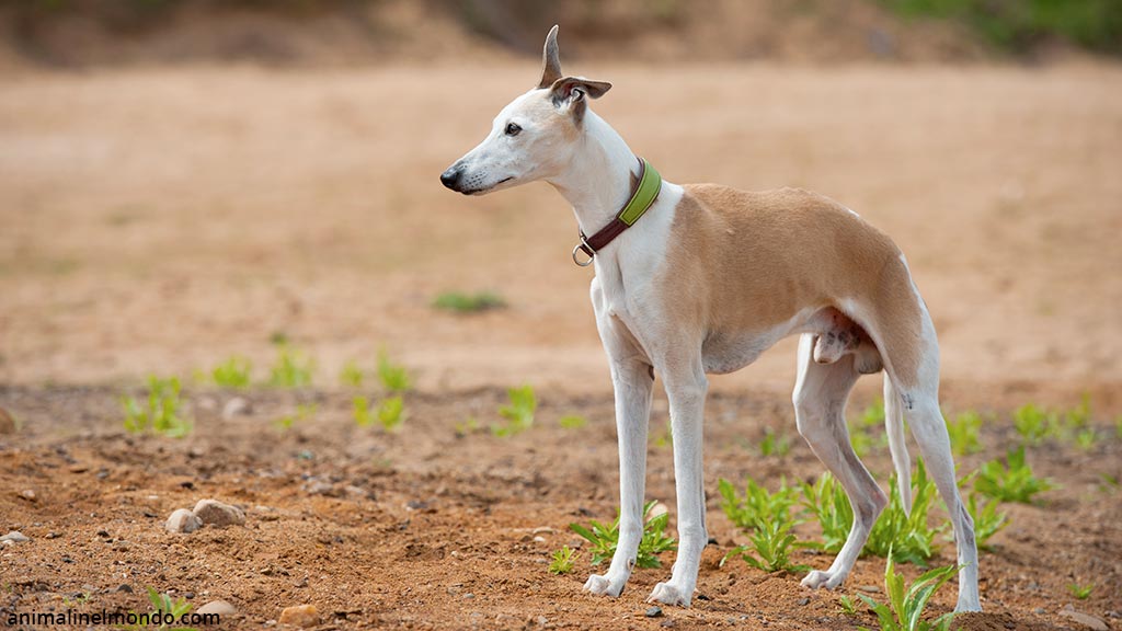 Whippet