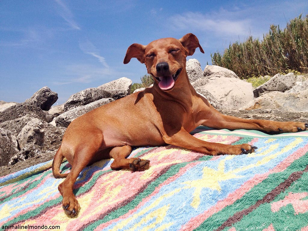 Zwergpinscher