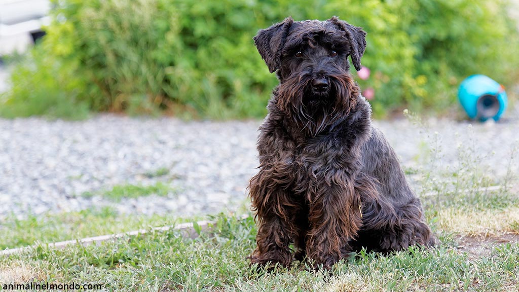 Zwergschnauzer