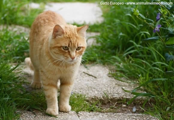Gatto Europeo Gatto Europeo
