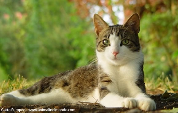 gatto europeo gatto europeo