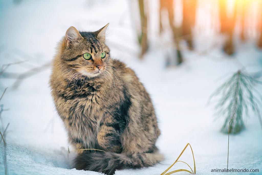 Siberian cat