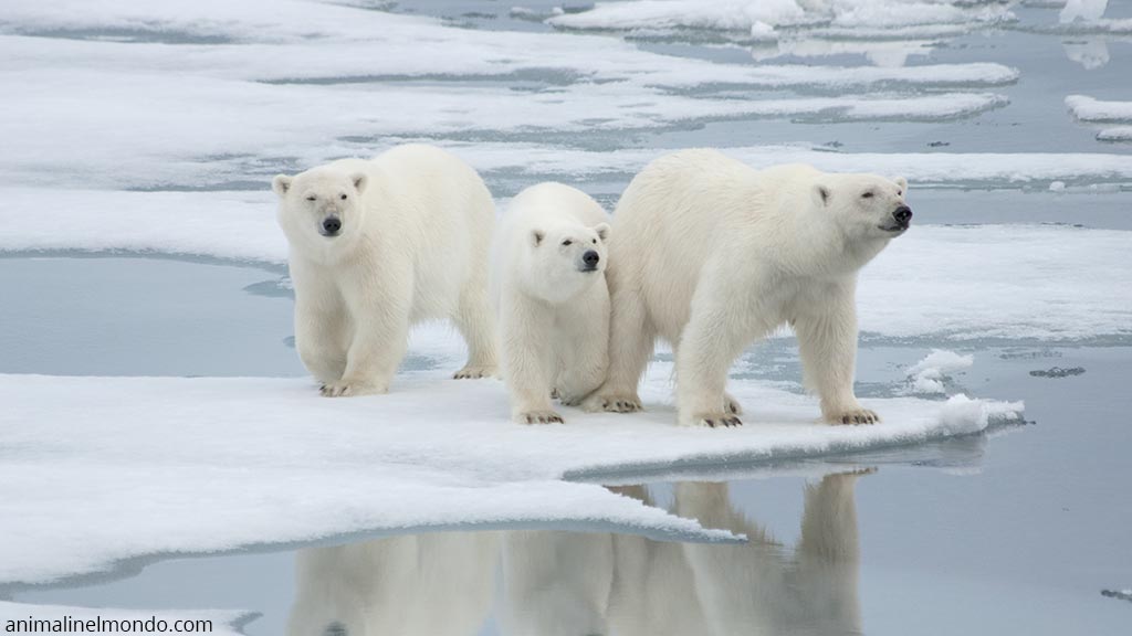 Orso Polare