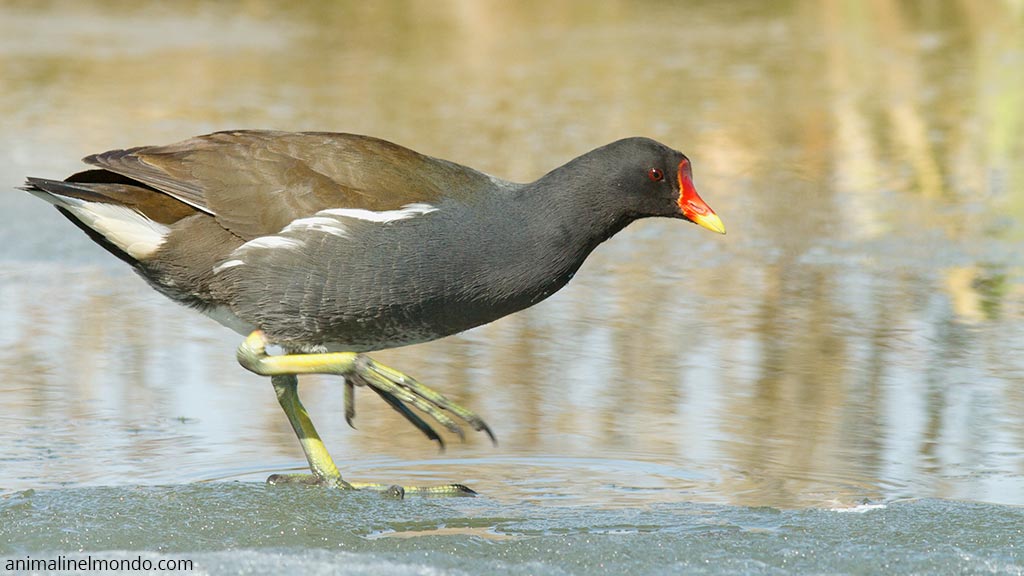 Gallinella d'acqua