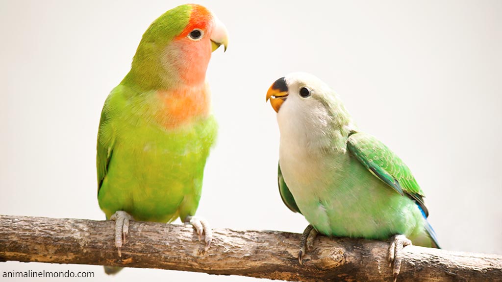 Inseparalile