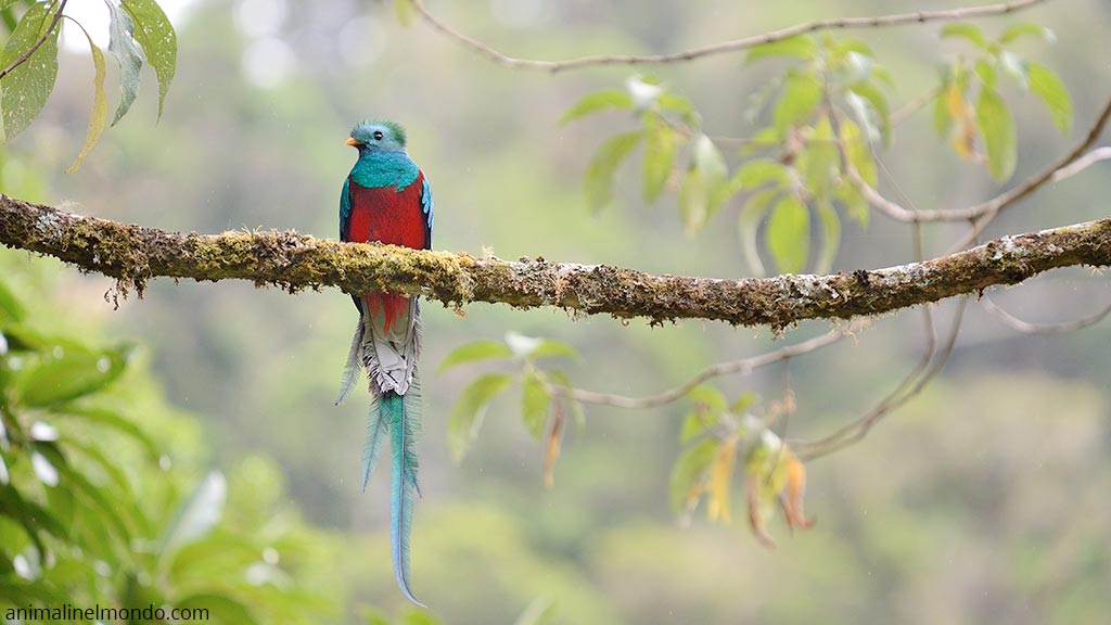 Quetzal